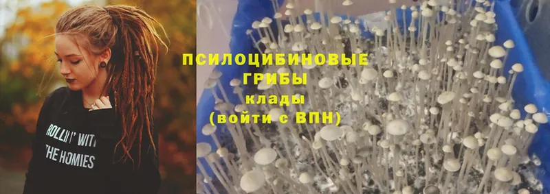 Псилоцибиновые грибы Psilocybine cubensis  блэк спрут вход  Кремёнки 